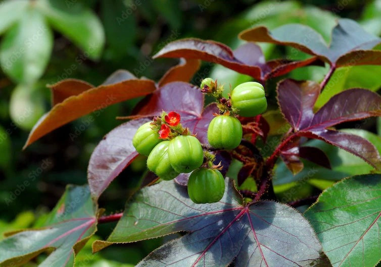 Jatropha rouge ou Jatropha gossypiifolia