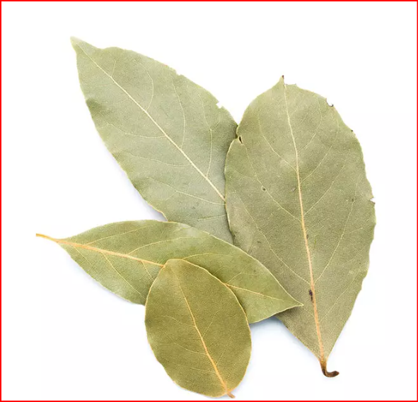 Feuille de Laurier – Usage Spirituel