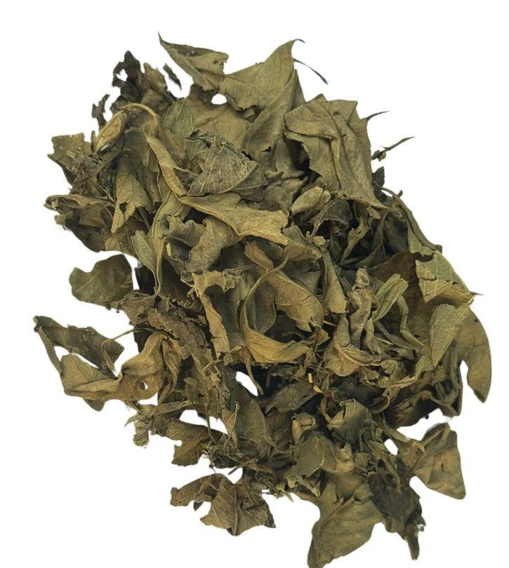 Kinkéliba — Quinquéliba (Combretum micranthum)