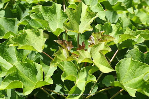 Jatropha Blanc