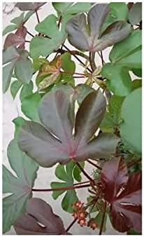 Jatropha rouge ou Jatropha gossypiifolia
