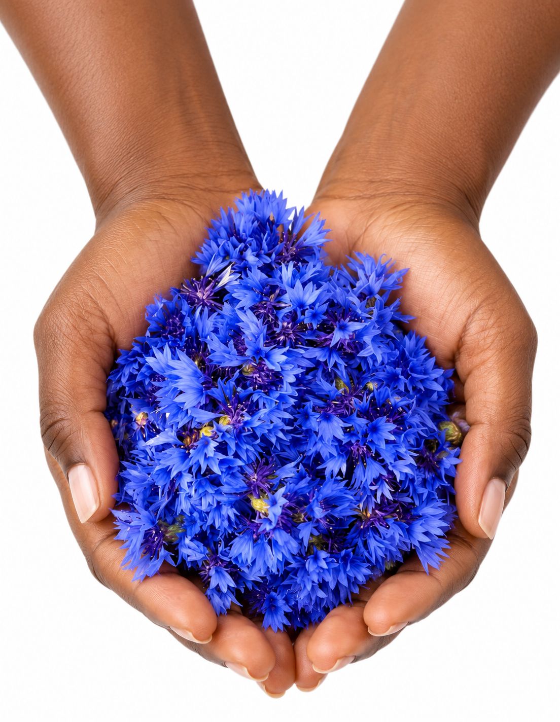 Infusion Fleurs De Bleuets Entières Bio - Tisane - 25g