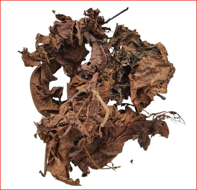 Feuilles de Djeka Sèches (Alchornea cordifolia) — 20g