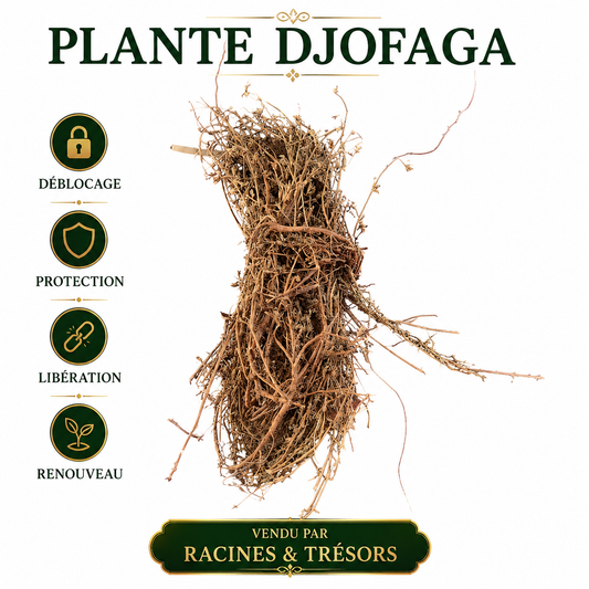 Plante Djofaga – Déblocage & Protection Spirituelle