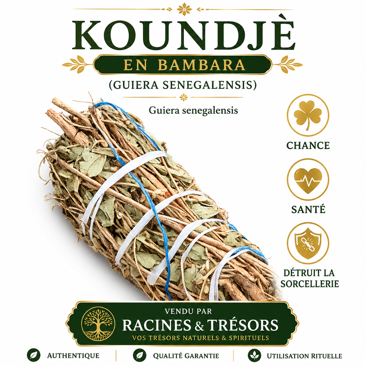 Plante Koundjè (Bambara) – Guiera senegalensis