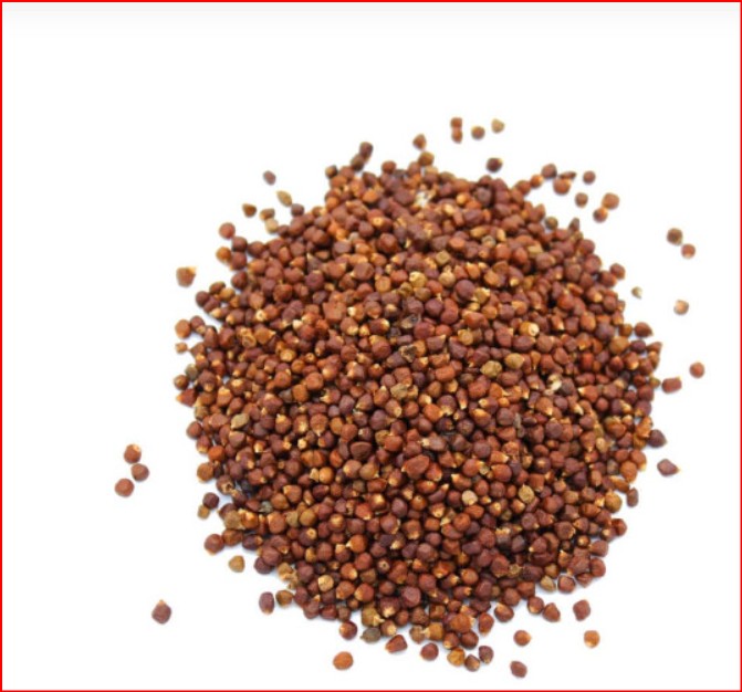 Piment de Guinée — Maniguette (Aframomum melegueta)