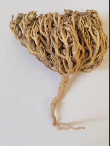 Rose de Jéricho — Chajarat Mariam